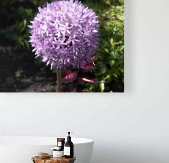 Purple Allium by Palumbo Photography