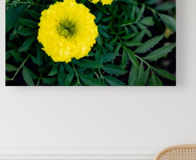 Yellow Zinnias by Palumbo Photography