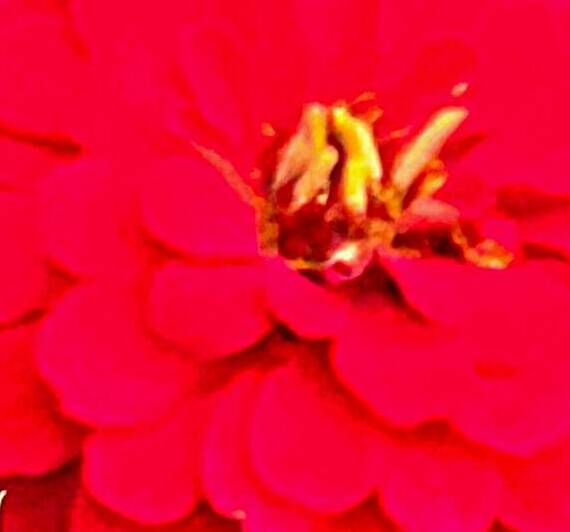 Red Zinnia Macro  Reproduction