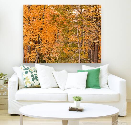 Vibrant Autumn Forest 2025 by Palumbo Photography