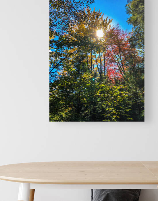 Sun Peeking Through Trees in Autumn by Palumbo Photography