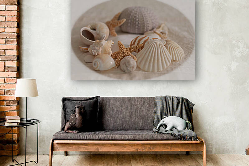 Sea Shell Collection by Palumbo Photography