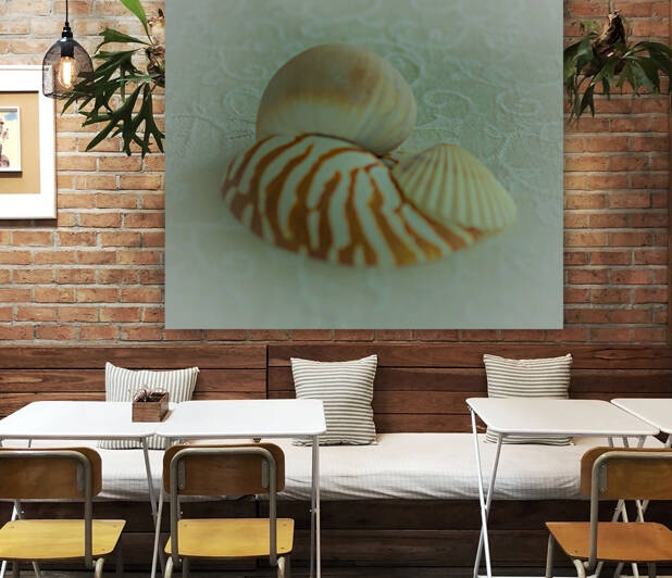 Conch Shell Nautilus Shell and Scallop Shell by Palumbo Photography