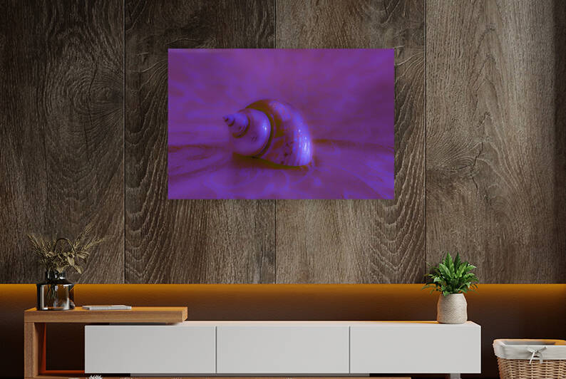 Conch Shell Digital  by Palumbo Photography
