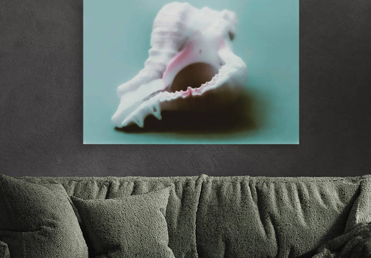 Large Conch Shell  by Palumbo Photography
