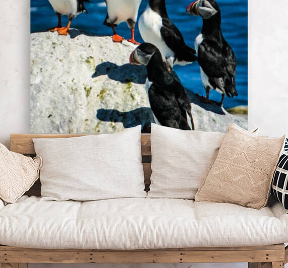 Group of Puffins by Palumbo Photography