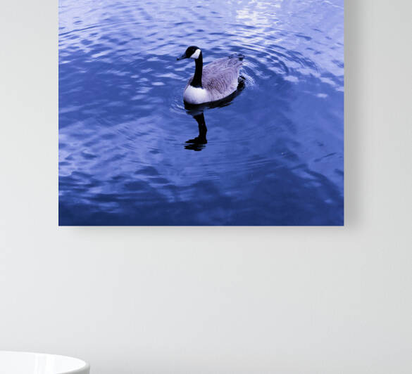 Canada Goose v1 by Palumbo Photography