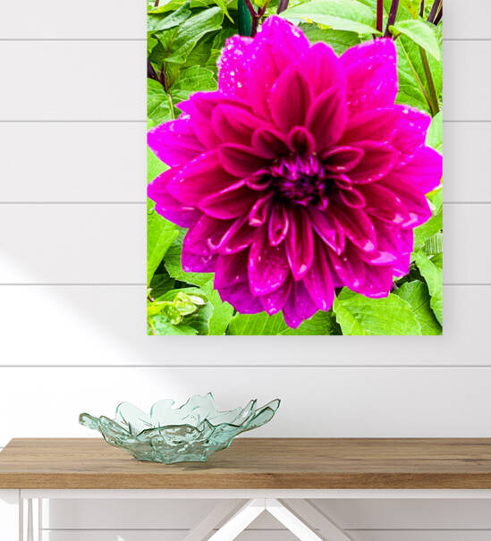 Purple Dahlia Reproduction