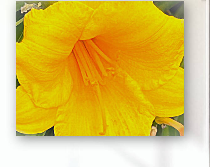 Yellow Hibiscus Macro by Palumbo Photography