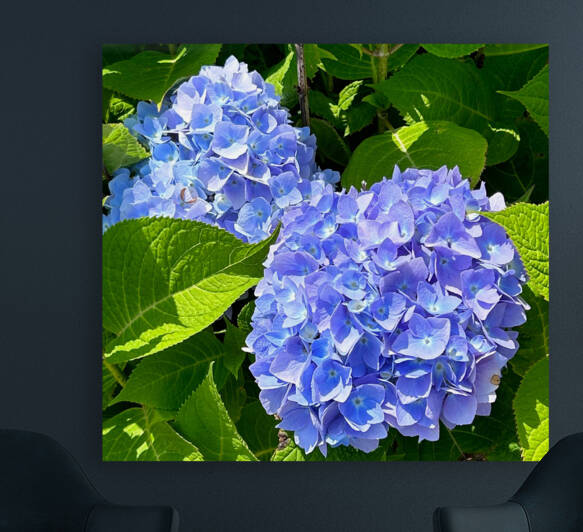 Two Hydrangeas Reproduction
