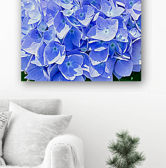 Hydrangea  Reproduction