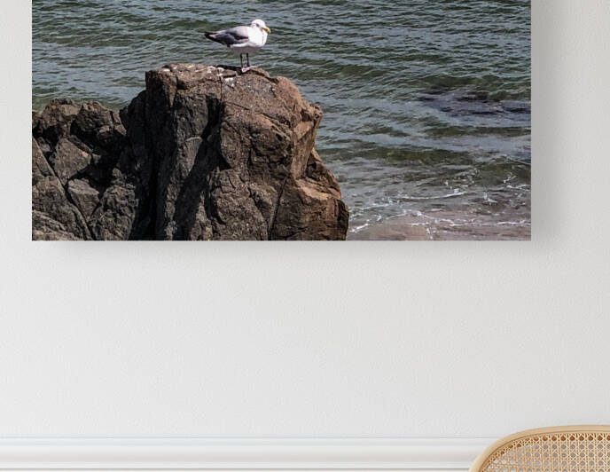 Seagull In Maine by Palumbo Photography