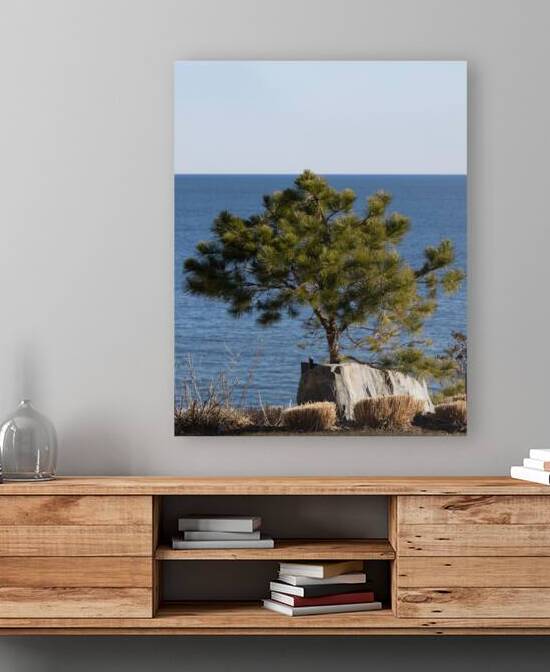 Lonely Tree by the Atlantic Ocean by Palumbo Photography