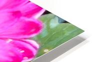 Pink Dahlia Macro HD Metal print