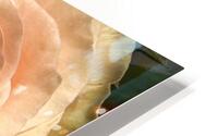 Peach Rose Macro v1 HD Metal print