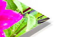Purple Dahlia HD Metal print