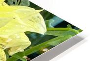 Dahlia Macro HD Metal print