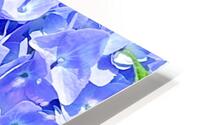 Hydrangea  HD Metal print