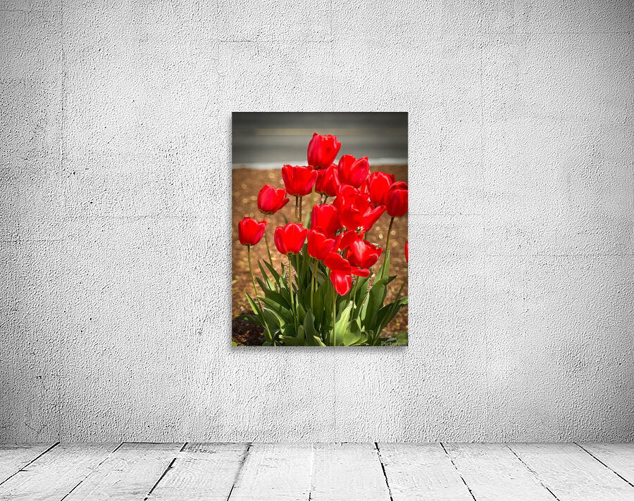 Red Tulips Macro Wall Preview