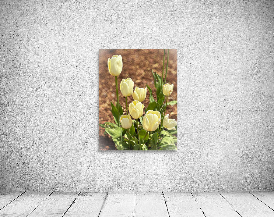White Tulips Macro Wall Preview