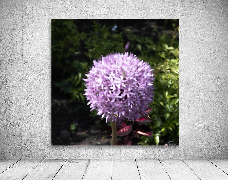 Purple Allium Wall Preview