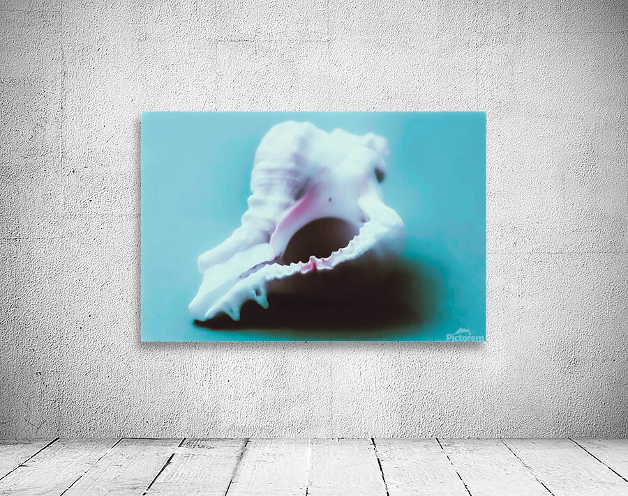 Conch Shell Macro Wall Preview