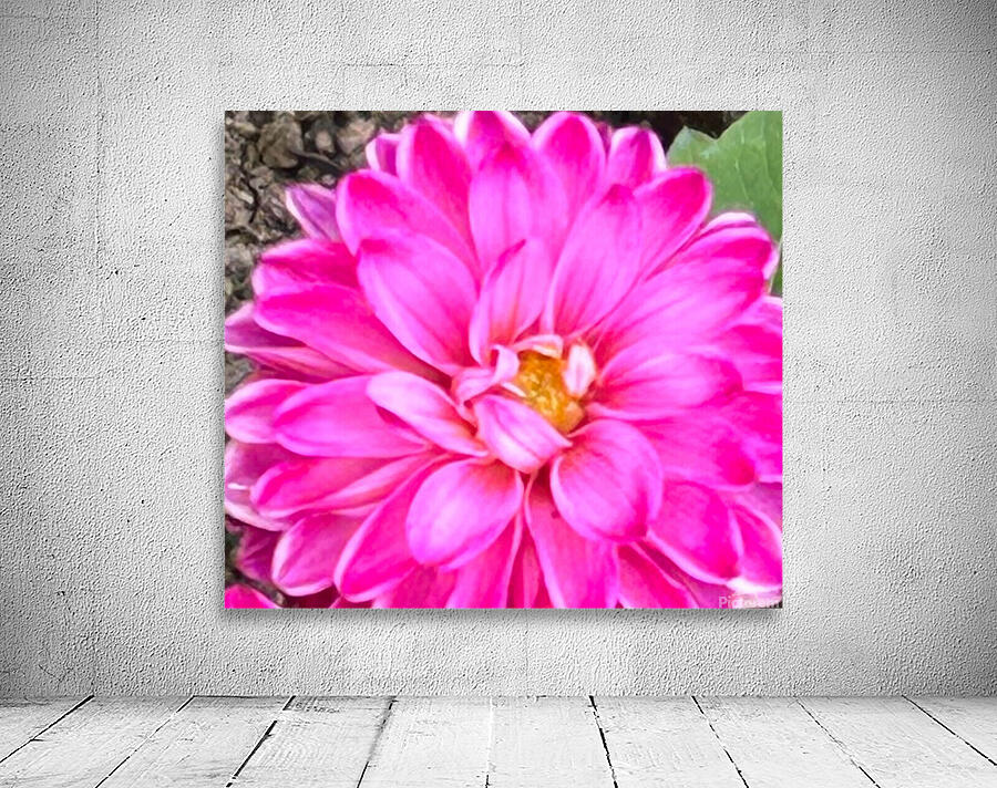 Pink Dahlia Macro Wall Preview