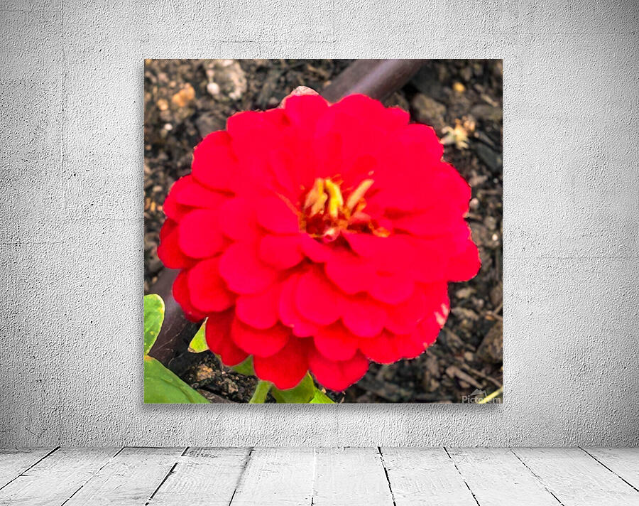 Red Zinnia Macro  Wall Preview