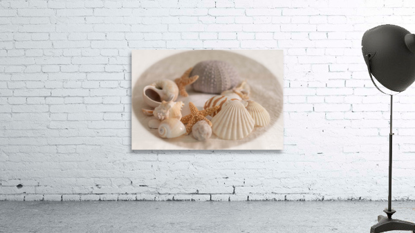 Sea Shell Collection Wall Preview