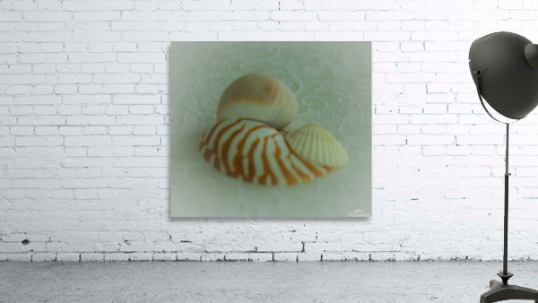 Conch Shell Nautilus Shell and Scallop Shell Wall Preview