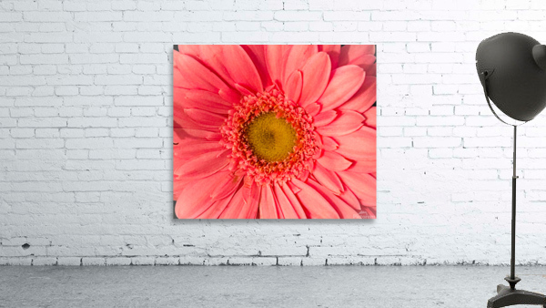 Gerbera Daisy Macro Shot Wall Preview