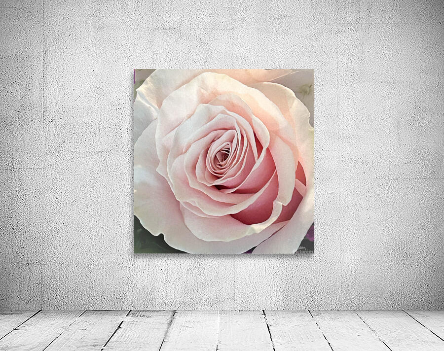 Single Pink Rose close up Wall Preview