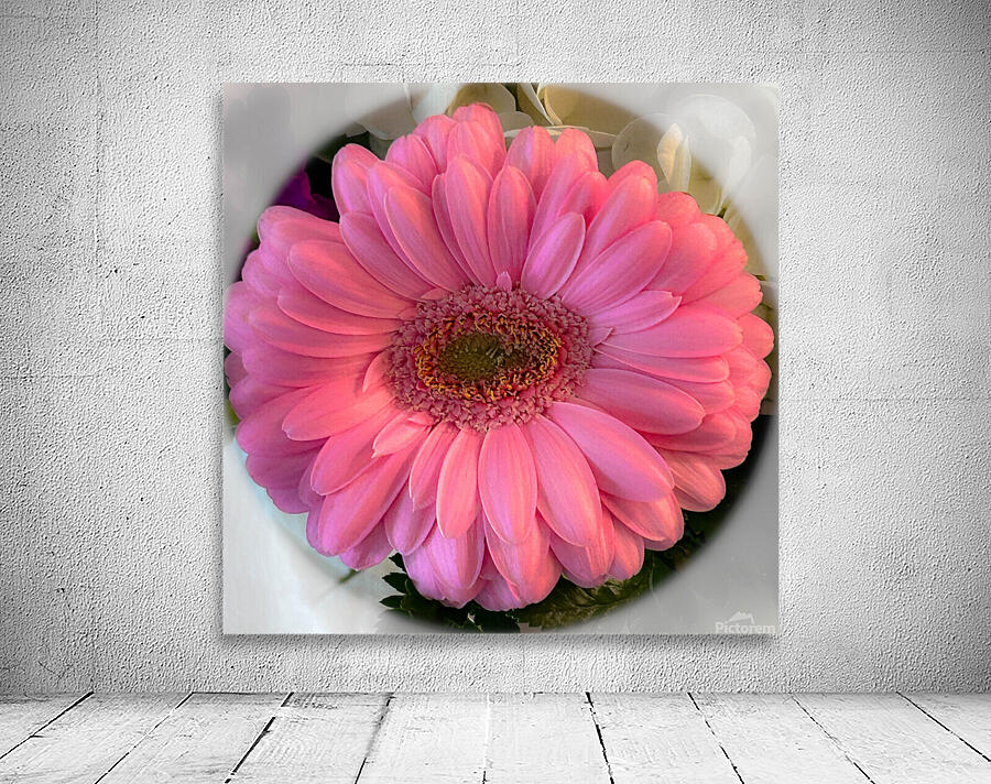 Pink Gerbera Daisy Wall Preview