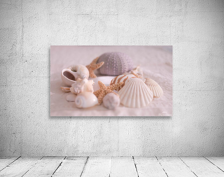 Sea Shell Collection v1.2 Wall Preview
