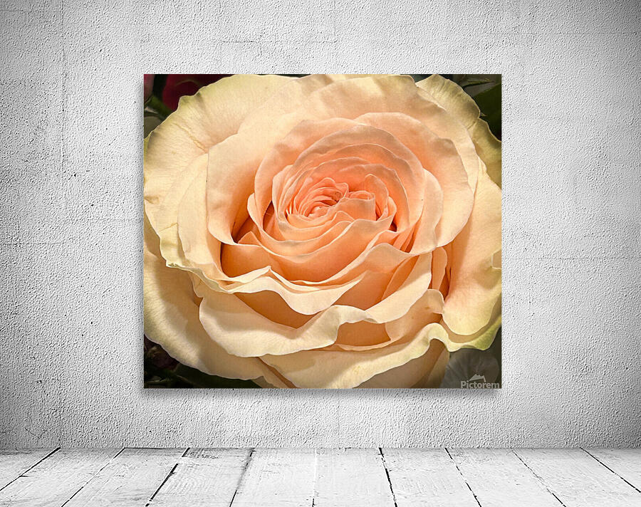 Peach Rose Macro v1 Wall Preview