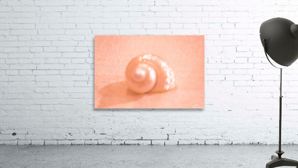 Opal Conch Shell Macro Wall Preview