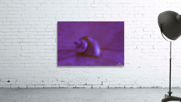 Conch Shell Digital  Wall Preview