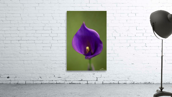 Purple Calla Lilly Macro  Wall Preview