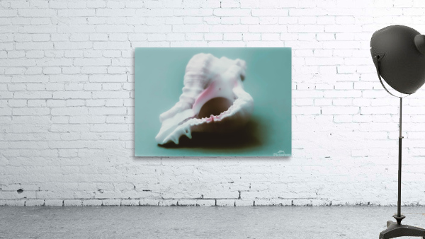 Large Conch Shell  Wall Preview