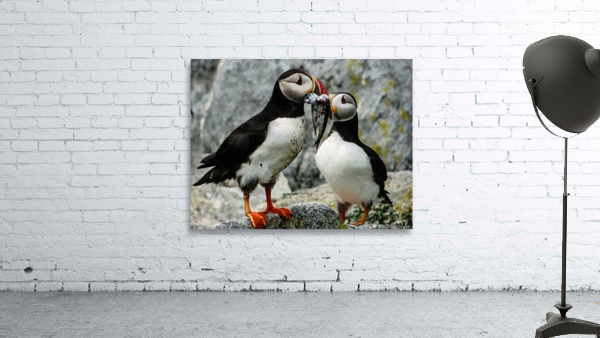 Two Puffins Wall Preview