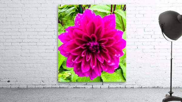 Purple Dahlia Wall Preview