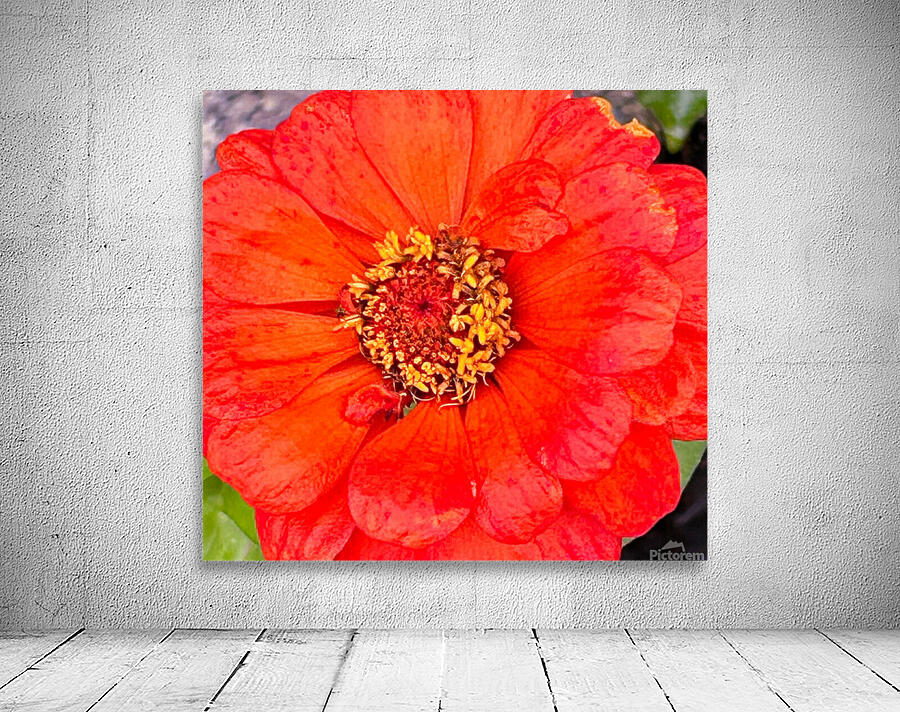 Gerber Daisy Wall Preview