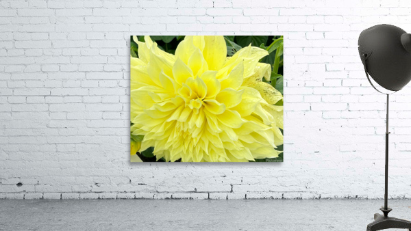 Dahlia Macro Wall Preview