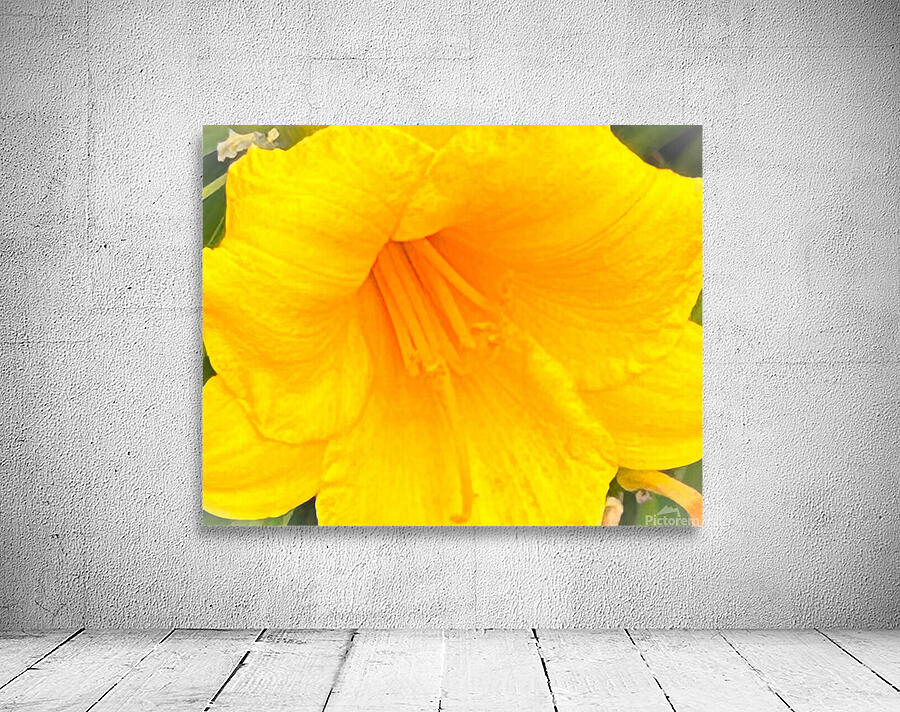Yellow Hibiscus Macro Wall Preview