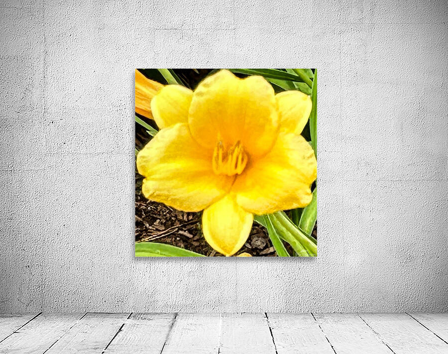 Hibiscus Macro Wall Preview