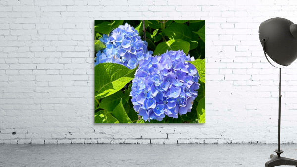 Two Hydrangeas Wall Preview