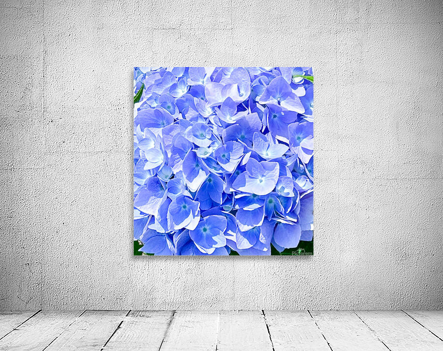 Hydrangea  Wall Preview