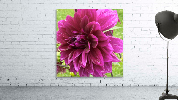 Dahlia Side View Macro Wall Preview