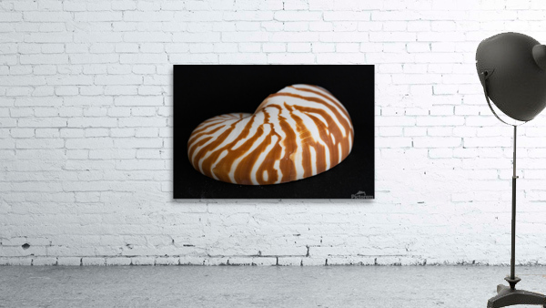 Nautilus Shell Macro v1 Wall Preview