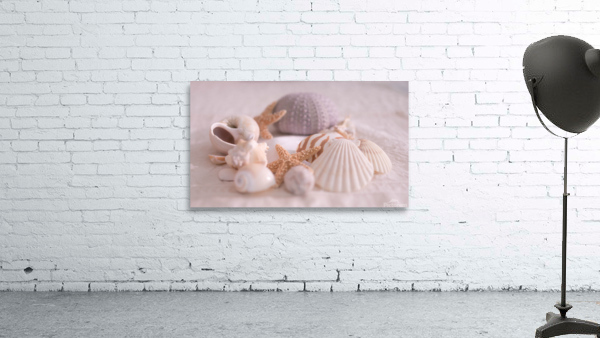 Shell Collection Wall Preview